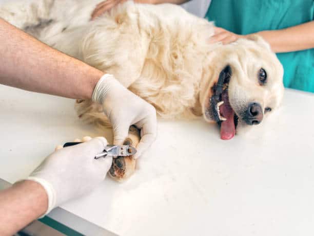 trim Labradors nails without clippers