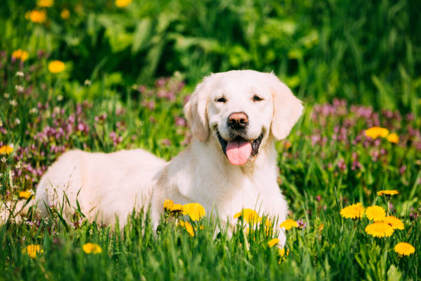 Healthy Labrador