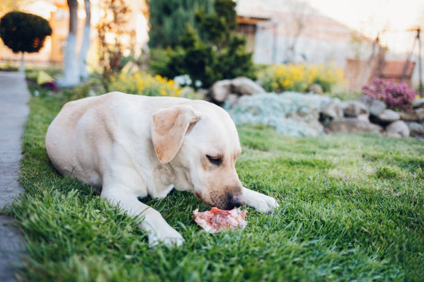 Labradors Eat So Much