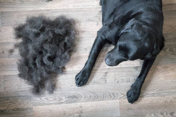 Labs Shedding