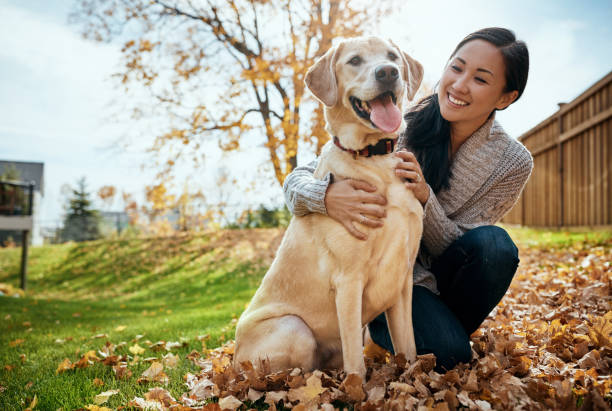 Owning a Labrador