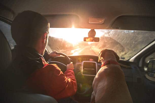 Travelling Labrador