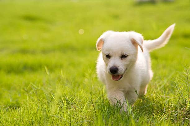 labrador fur