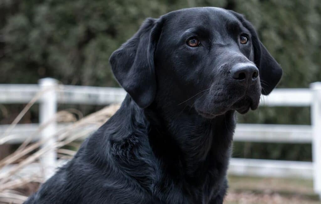 Average Lifespan Of A Black Lab