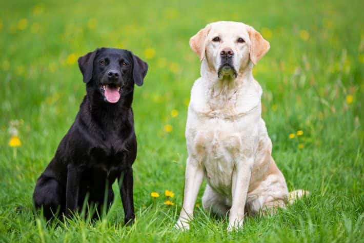 What Is the Average Lifespan of a Labrador retriever?