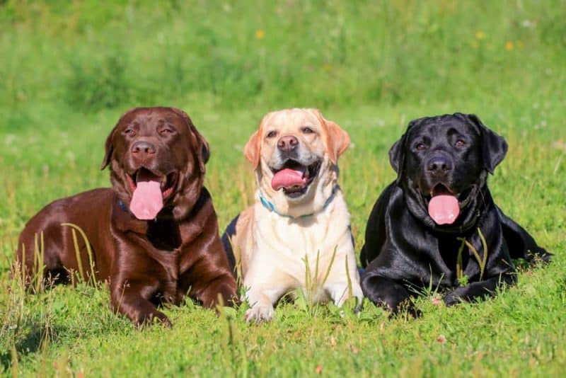 How can you tell if a chocolate Lab is purebred?