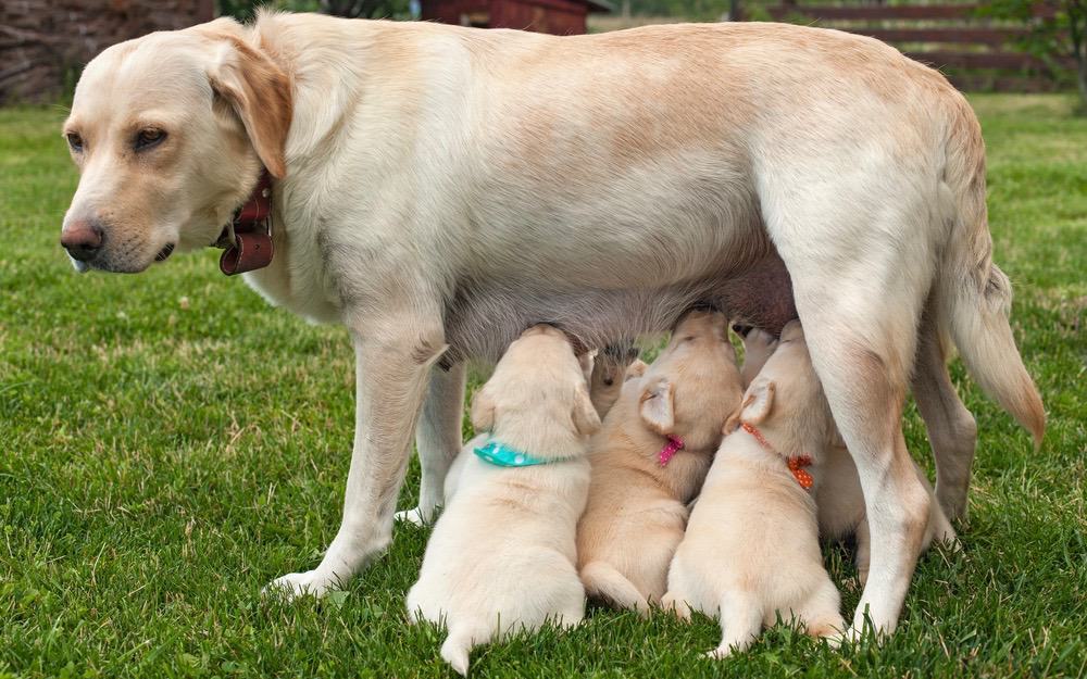 Labradors fully grown