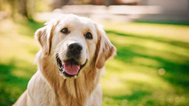 Overfeeding Your Labrador