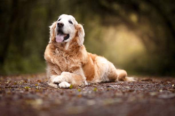 Stud Your Labrador