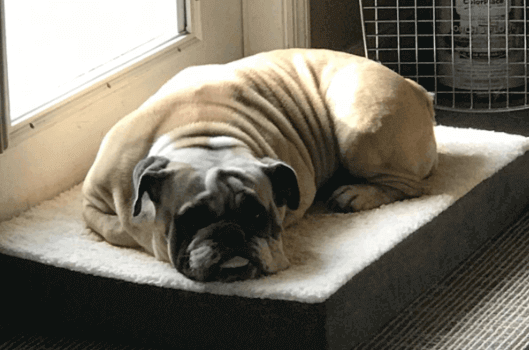 bed size of english bulldog