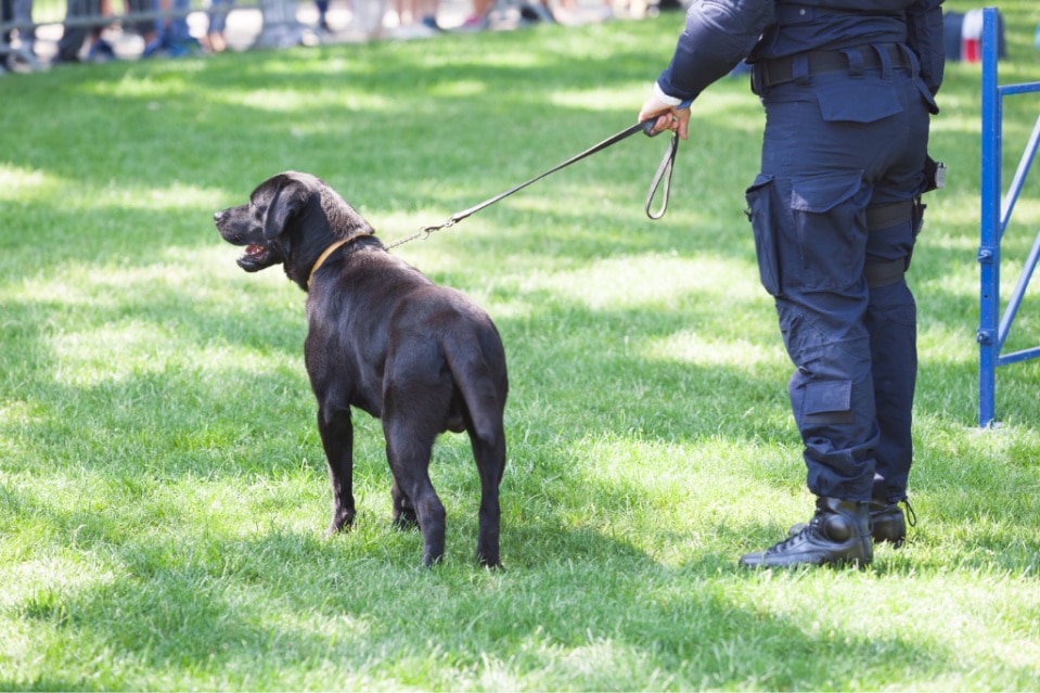 are black labradors good guard dogs