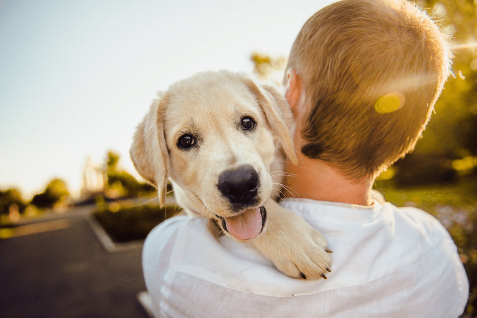 Labrador Newborn Baby 