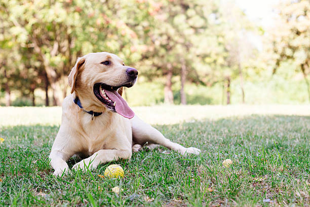 labrador barking