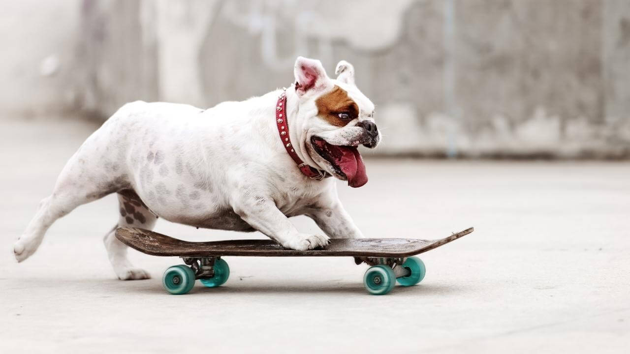 Best Skateboards For Dogs in-depth review with buying guide