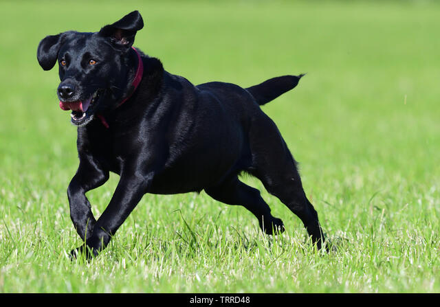 How Big Does An English Black Lab Get