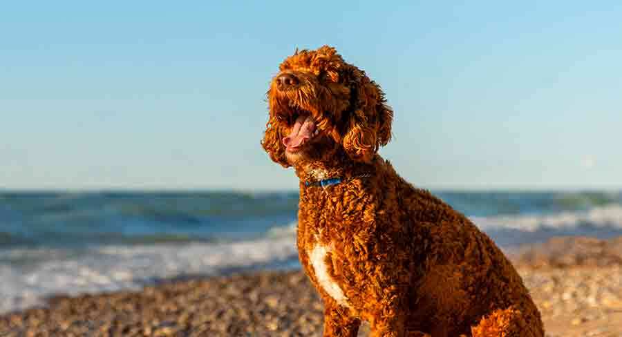 How Long Do Labradoodles Live?