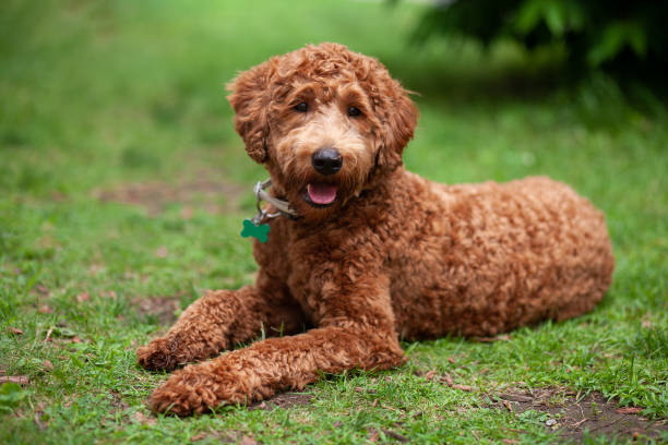 Labrador Vs Labradoodle