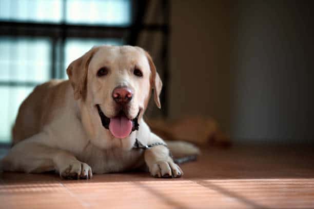 Labradors Hypoallergenic