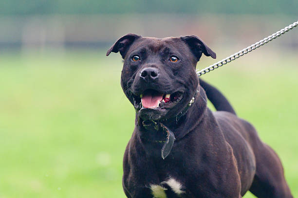 Pitbull Vs Labrador