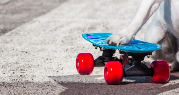 Skateboard Wheels sizes for Dogs