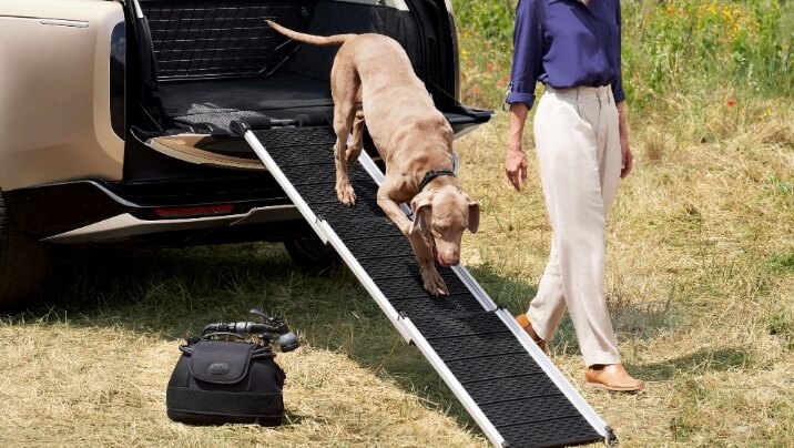 What to Look for When Buying a Dog Ramp (Buyer’s Guide)