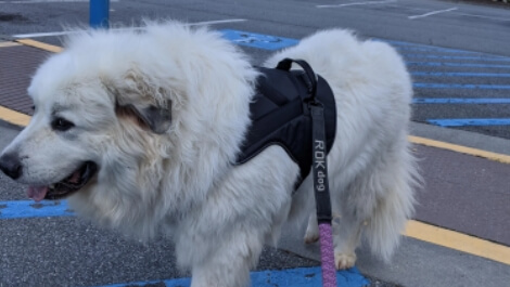 What to Look for When Buying the Best Dog Harness for Great Pyrenees