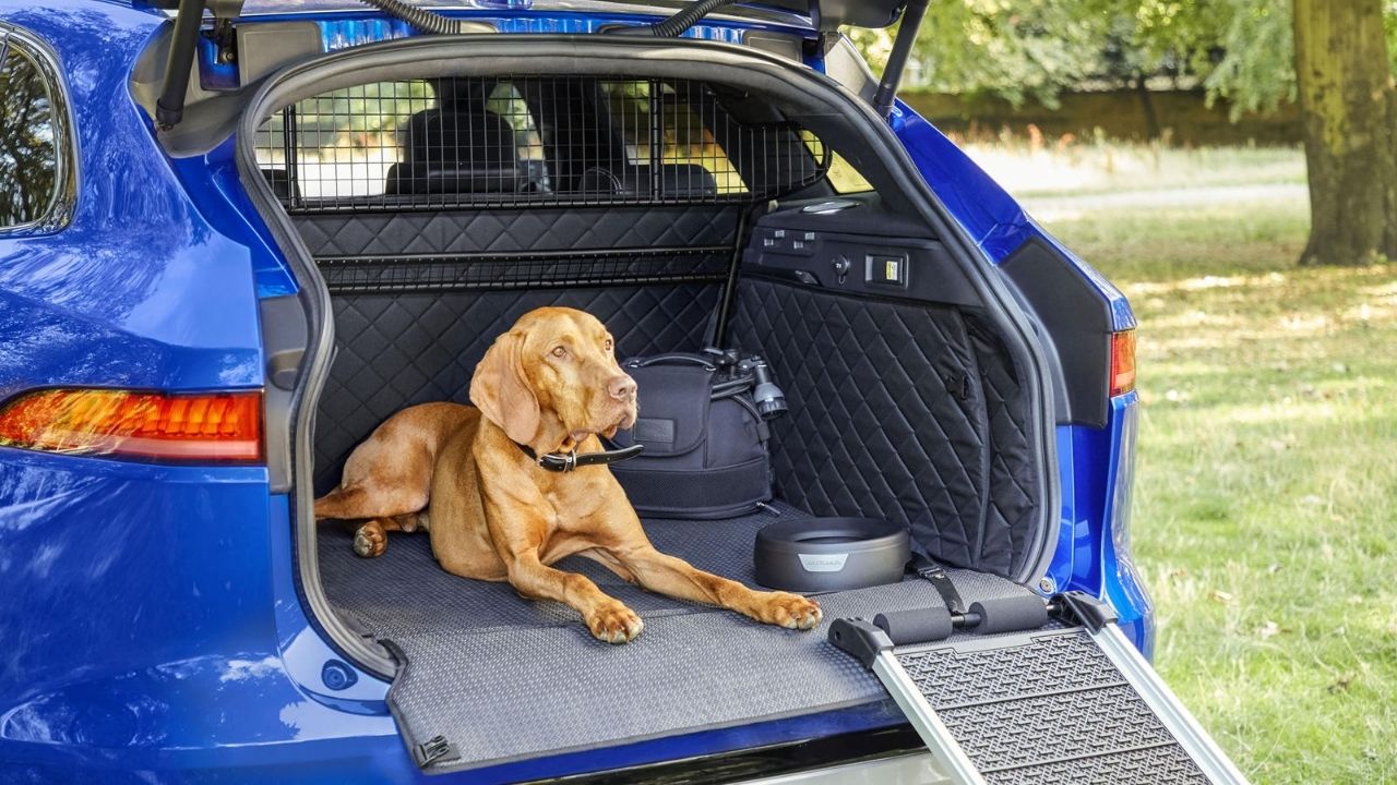best dog ramp for suv