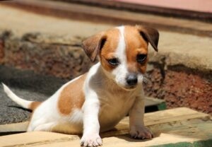 full grown jack russell lab mix, jackador