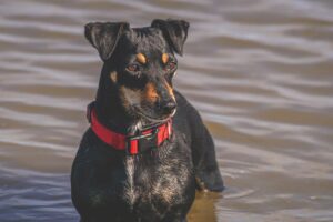 JACK RUSSEL LAB MIX 