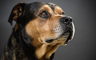 30 Adorable Rottweiler Mix Breeds (With Pictures)