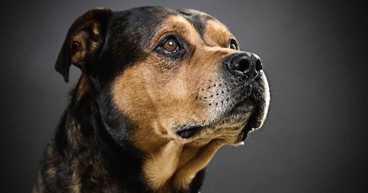 30 Adorable Rottweiler Mix Breeds (With Pictures)