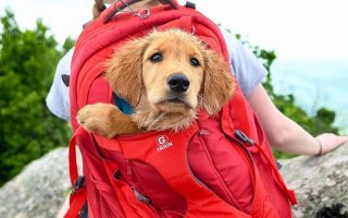 5 Best Dog Carrier Backpacks for Hiking, Travel or Walking
