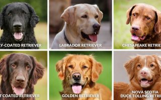 6 Types Of Retrievers – Which Breed Is Best For Me?
