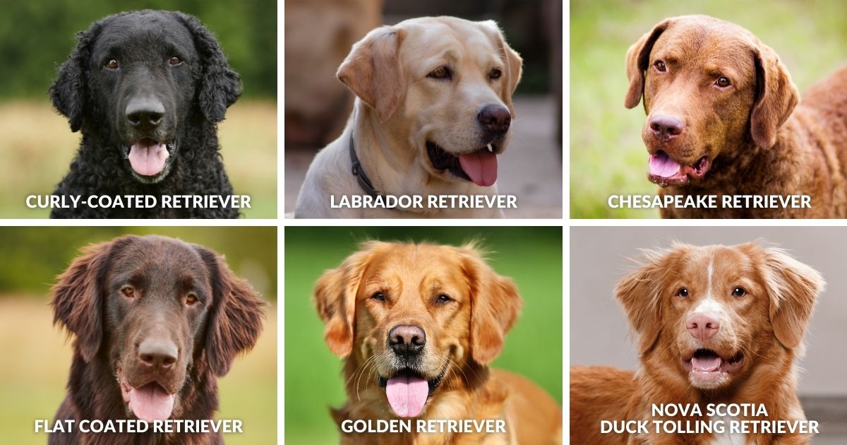 6 Types Of Retrievers - Which Retriever Dog Breeds Is Best For Me