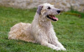 9 Adorable Irish Dog Breeds: Native Breeds Of Ireland