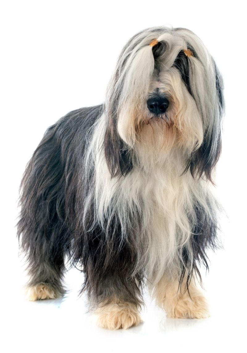 A Bearded Collie with Long Fur Pup Standing on a White Background