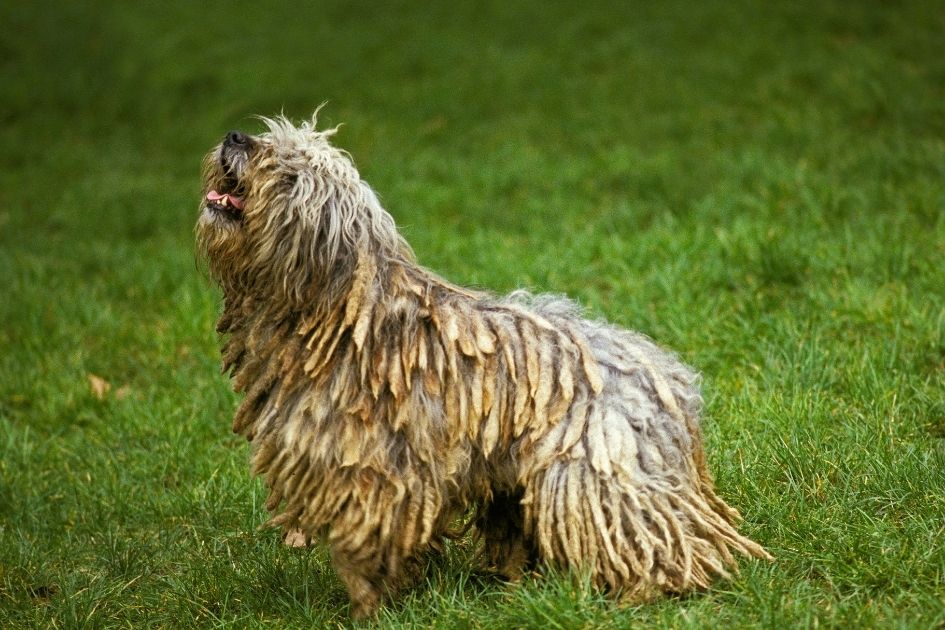 A Bergamasco Sheepdog or Bergamasco Shepherd Standing on the Grass