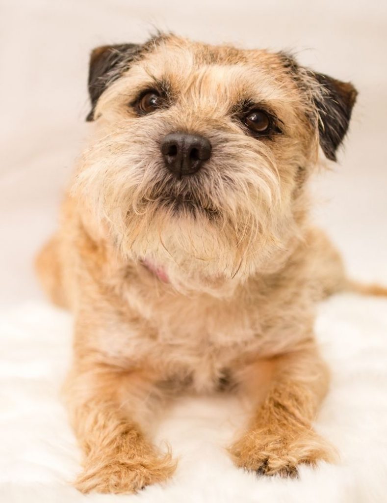 A Border Terrier Puppy Staring Into the Camera