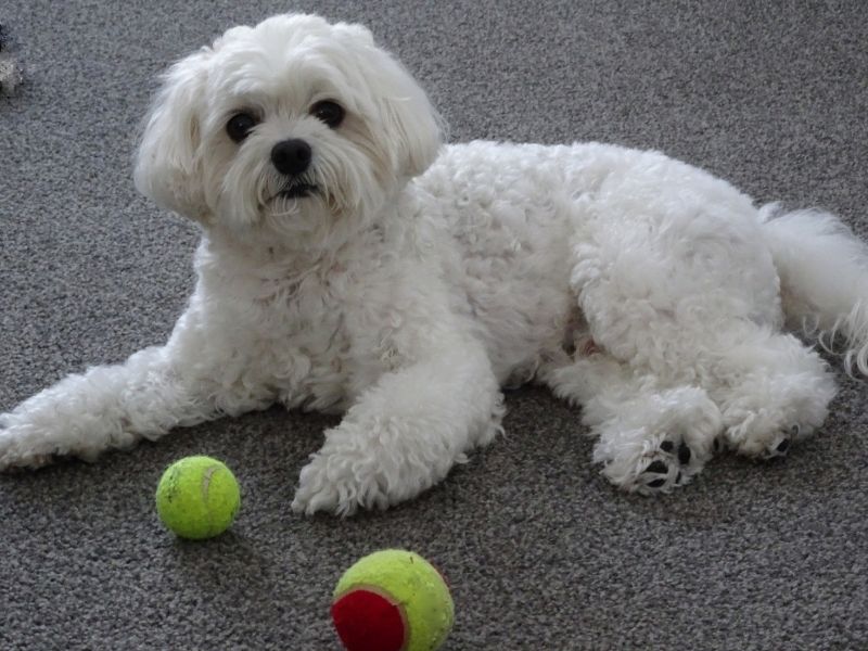 A Cavachon Dog on the Floor with Tennis Balls