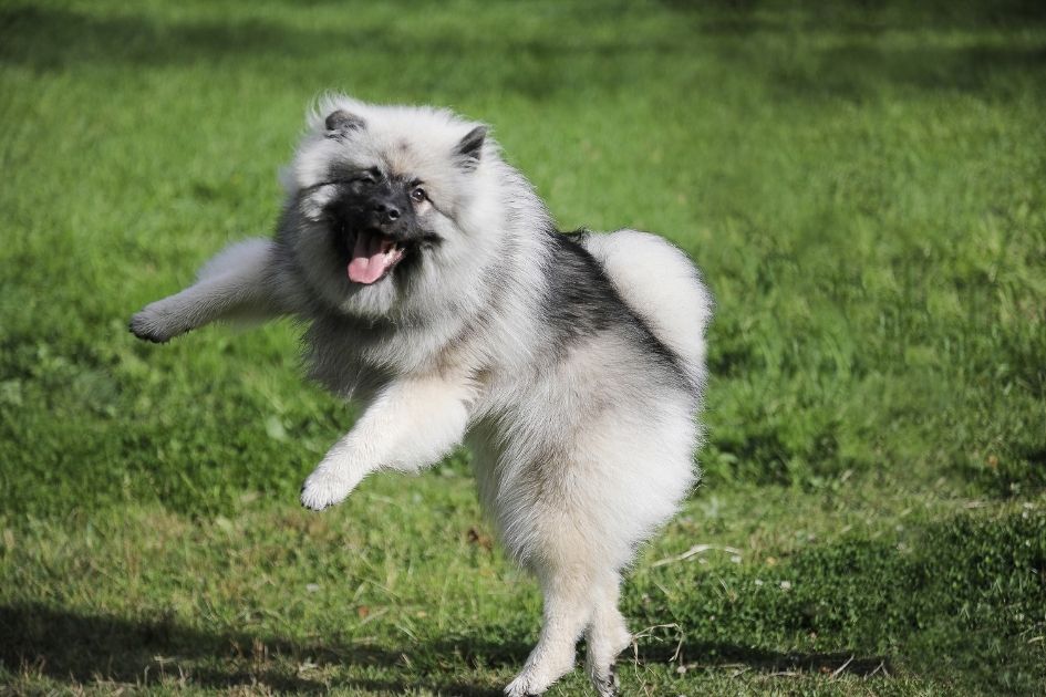 A Cheerful Keeshond Pup Jumping Up