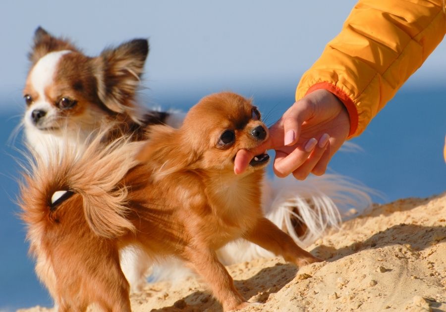 A Chihuahua Biting Her Owner's Finger