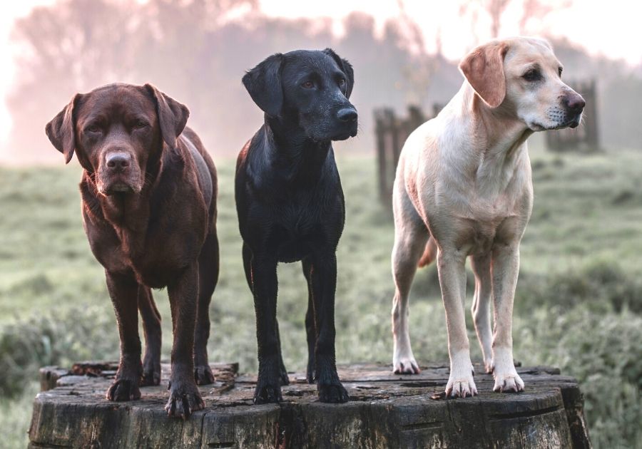 A Chocolate, Black, and Yellow Labrador Retriever Dogs Standing Outdoors
