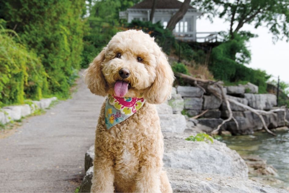 A Cockapoo Puppy Near the River Bank