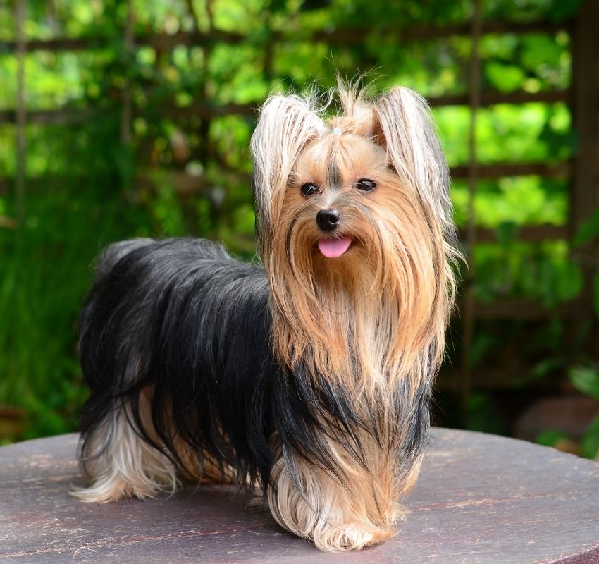 A Cute Furry Yorkshire Terrier Standing