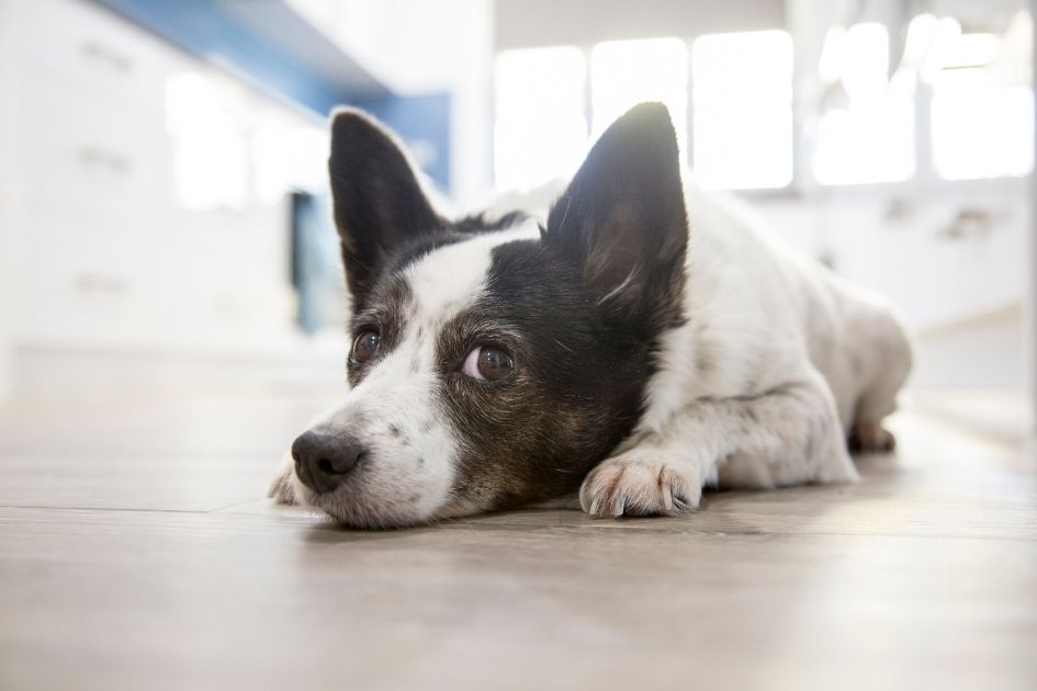 A Dog Lying on the Floor