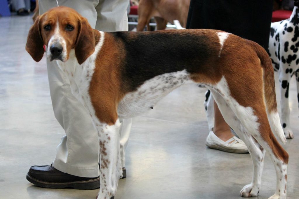 A Female American Foxhound at a Dog Show
