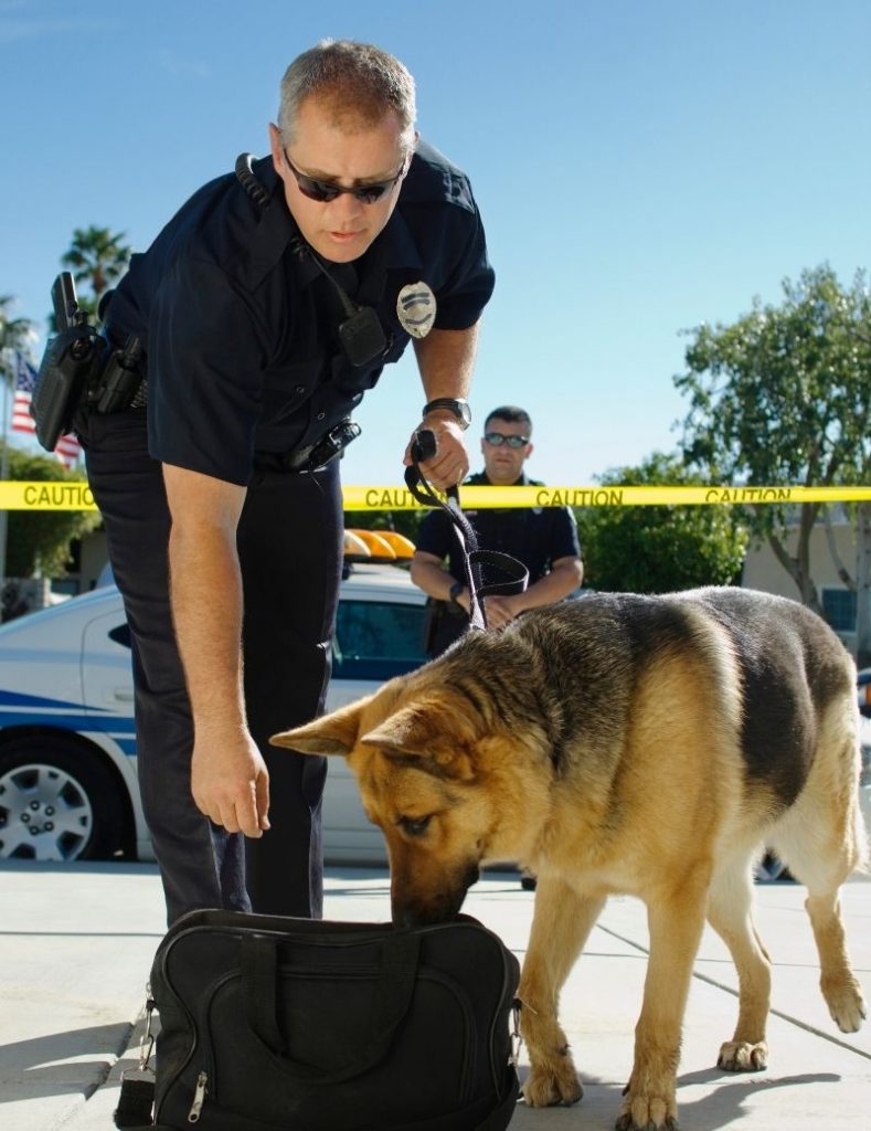 A German Shepherd Police Dog Sniffing a Bag