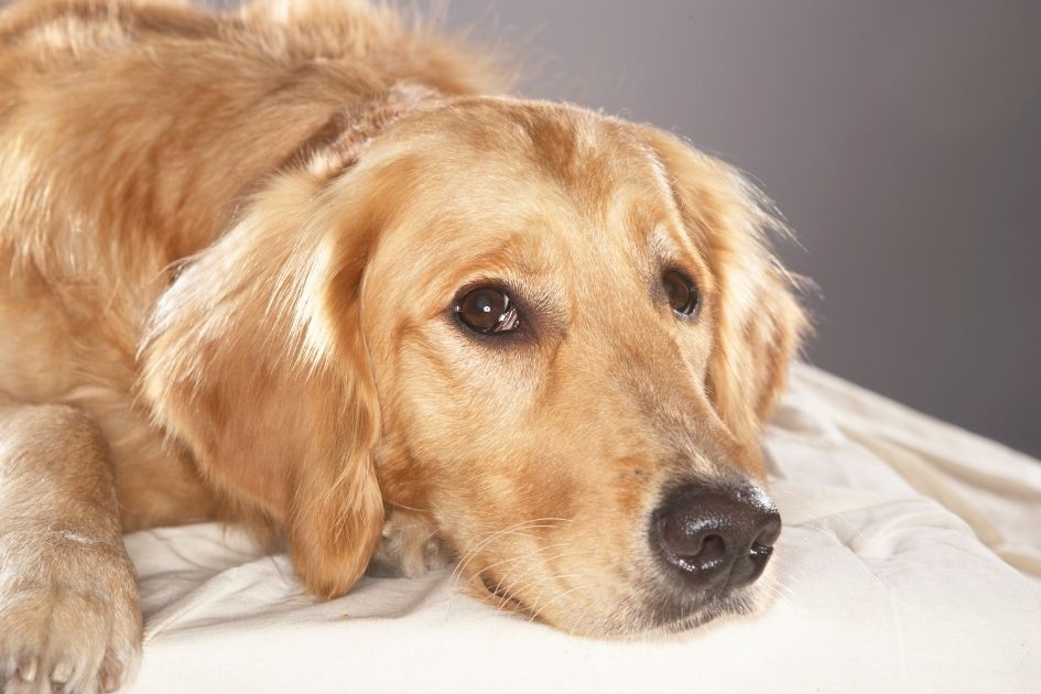 A Golden Retriever Dog Lying Down