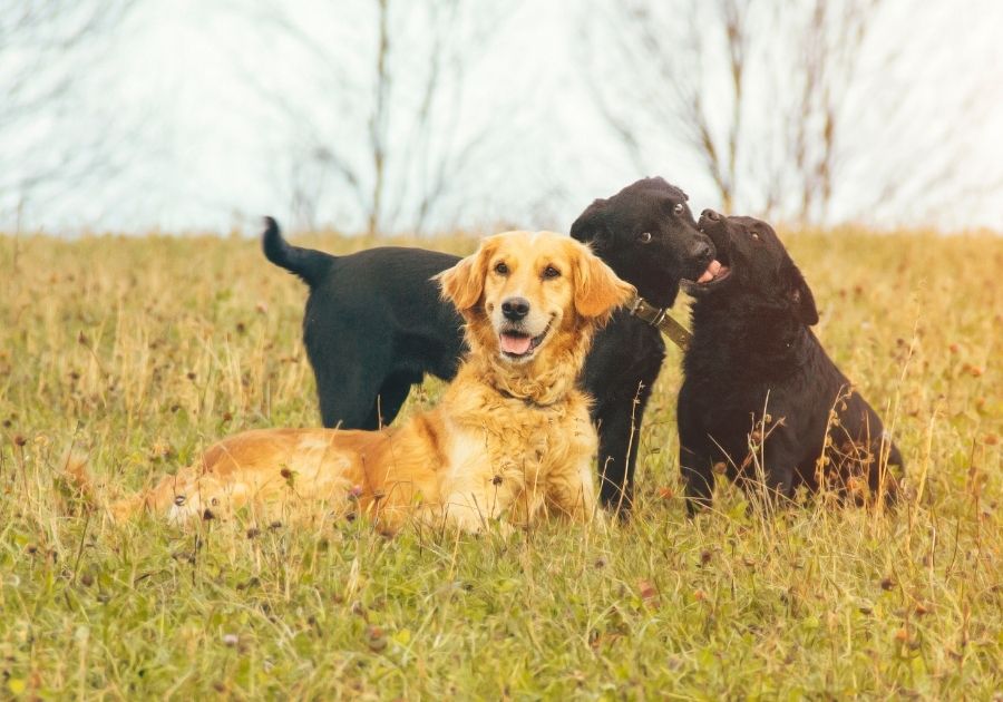A Golden Retriever and Two Black Labradors Playing On Grass