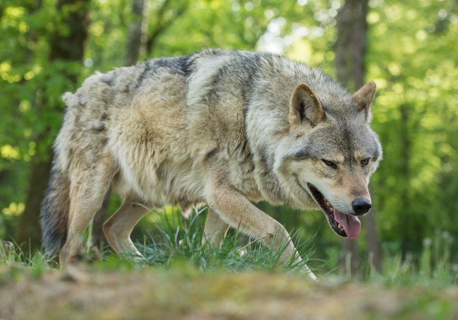 A Grey Wolf in the Wild